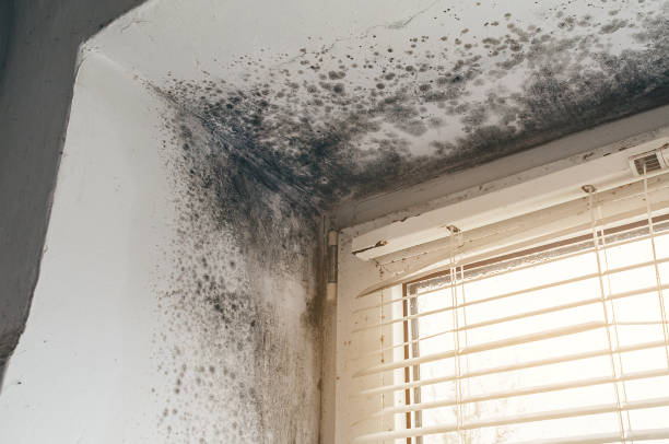 Affordable Mold Cleanup solutions in Sonora, TX