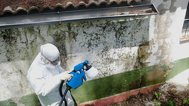 Trusted Attic Mold Removal service in Sonora, TX - Cheap Mold Removal